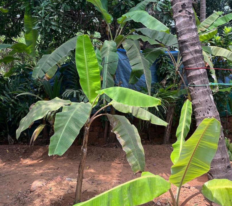 Photo of Others in Patnem