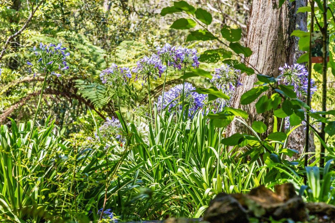 Photo of Others in Wentworth Falls