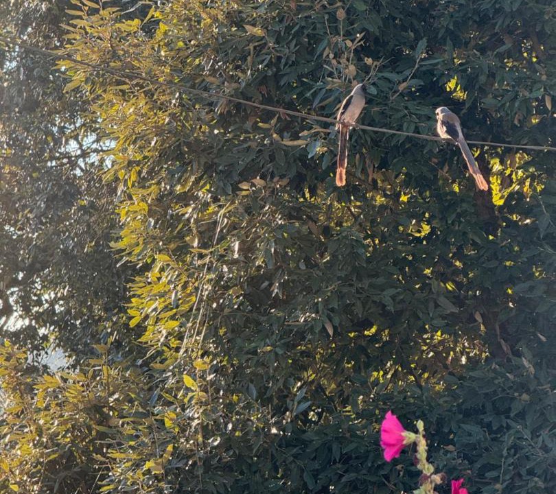 Photo of Others in Pauri