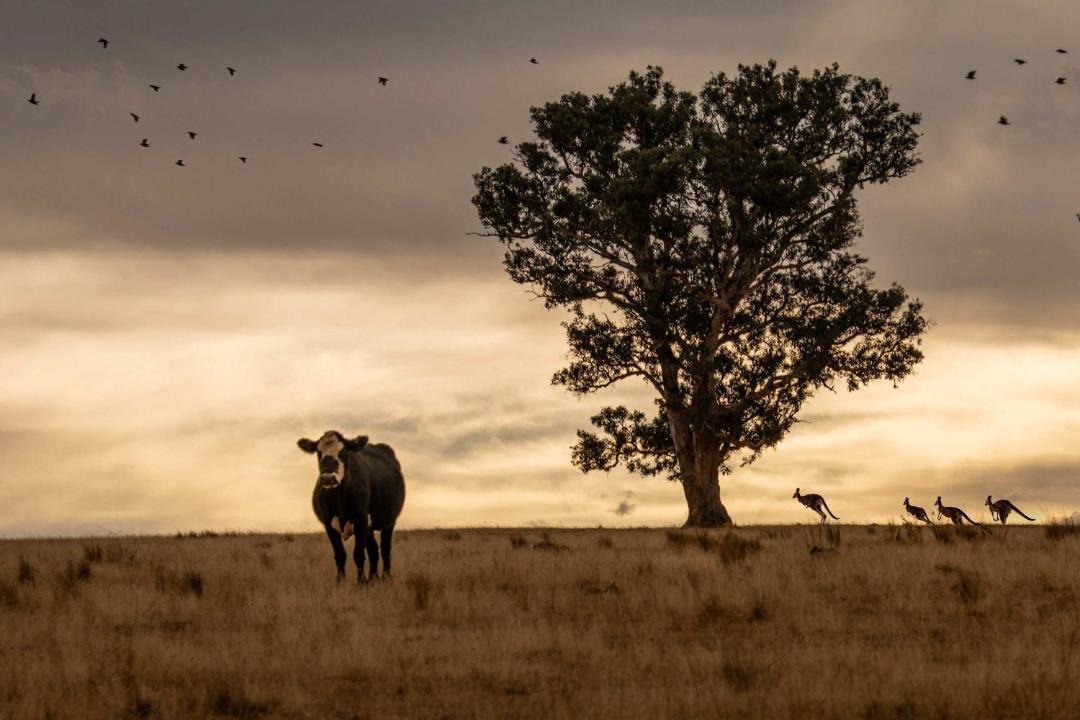 Photo of Others in Wyangala