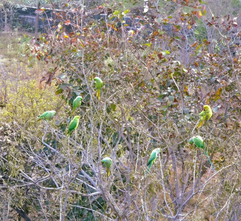 Photo of Others in Gogunda