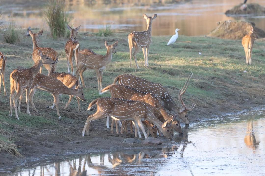 Photo of Others in Chimur