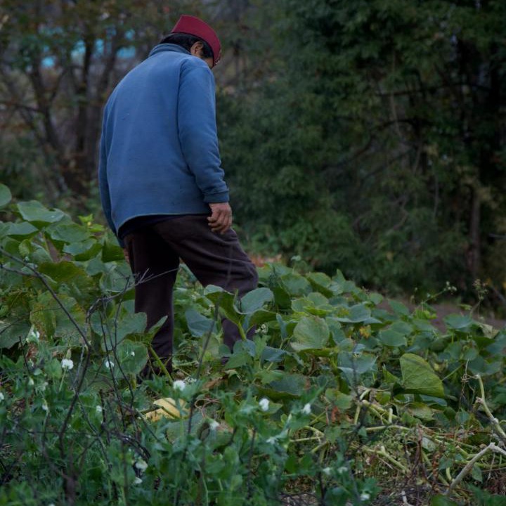 Photo of Others in Munsyari