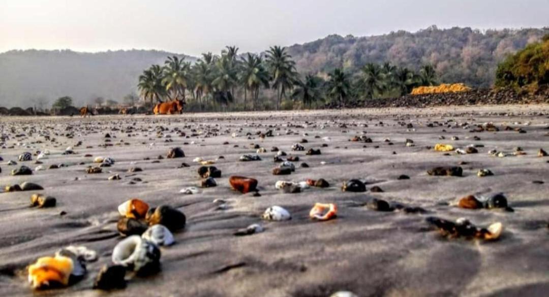 Photo of Others in Mhsala