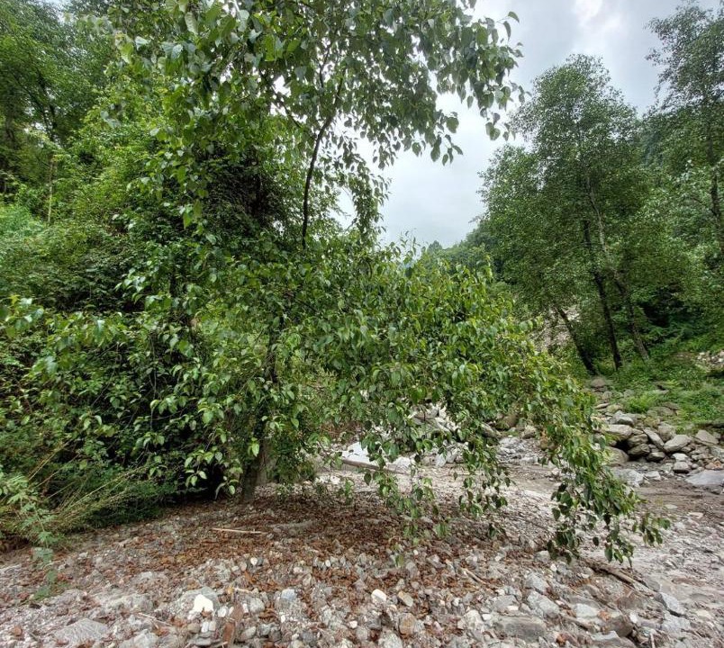 Photo of Others in Manali