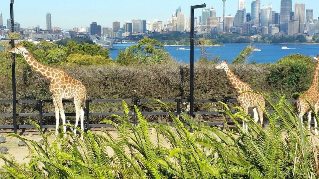 Photo of Others in Glebe