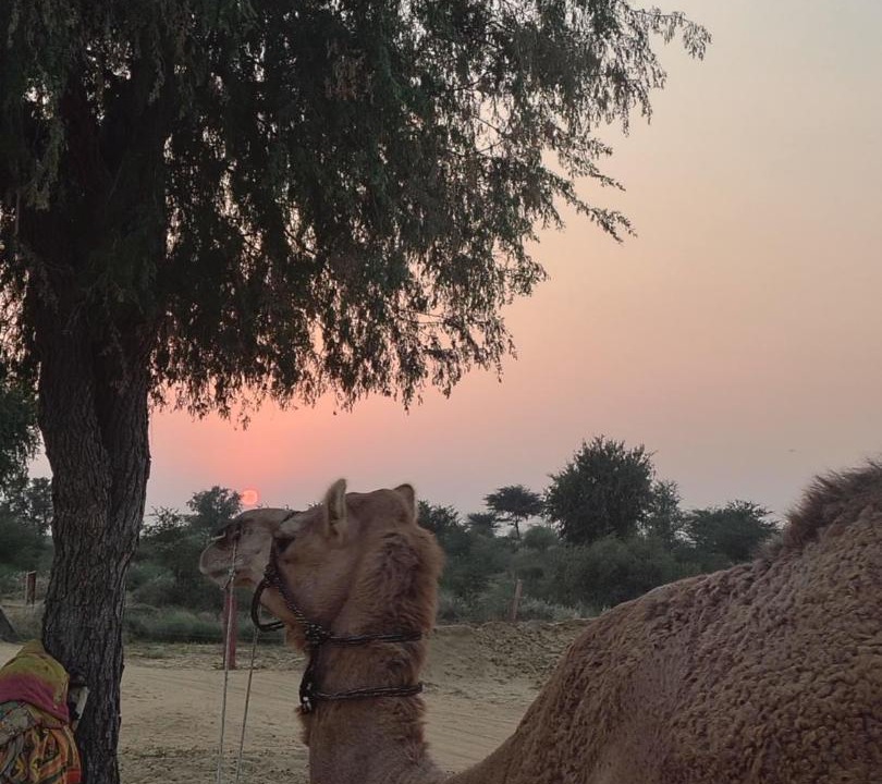 Photo of Others in Bikaner