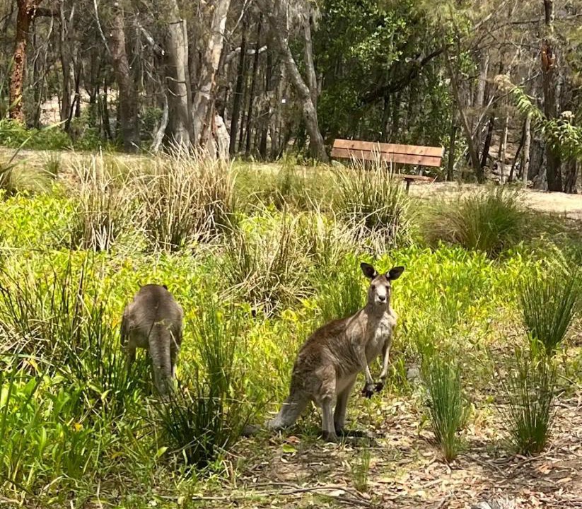 Photo of Others in Mount Colah