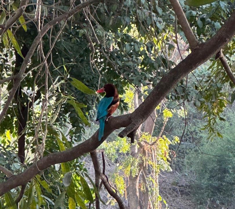 Photo of Others in Bedla