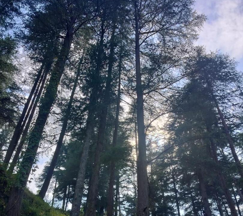 Photo of Others in Almora