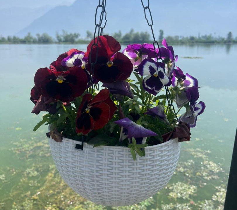 Photo of Others in Dal Lake