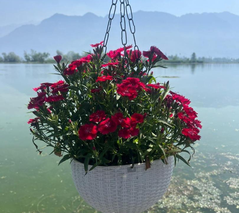 Photo of Others in Dal Lake