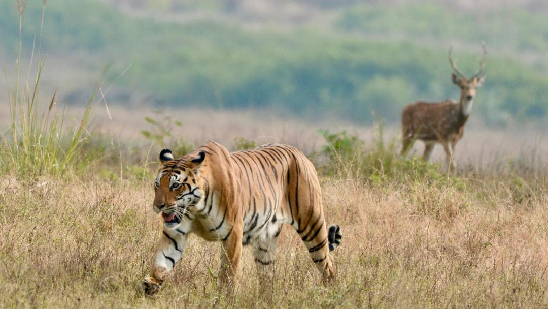 Photo of Others in Kanha