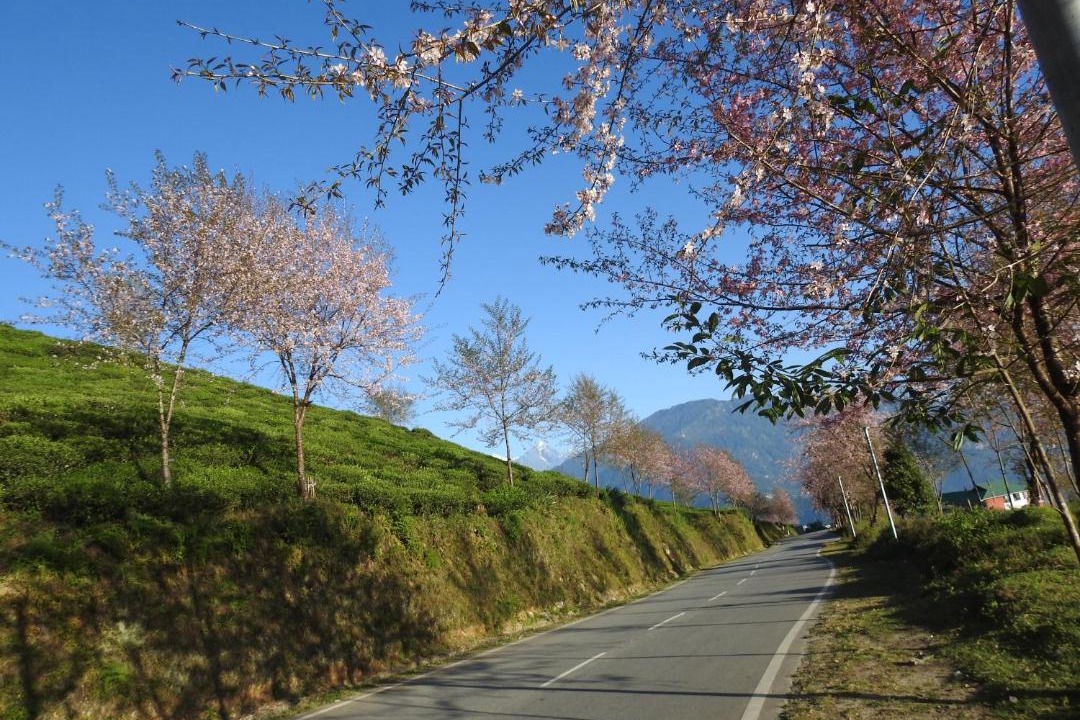 Photo of Others in Namchi
