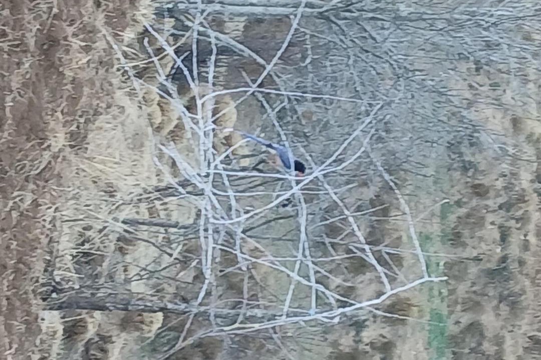 Photo of Others in Mukteshwar