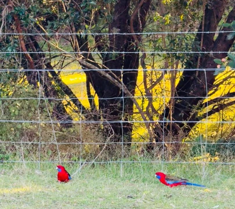 Photo of Others in Mount Hunter