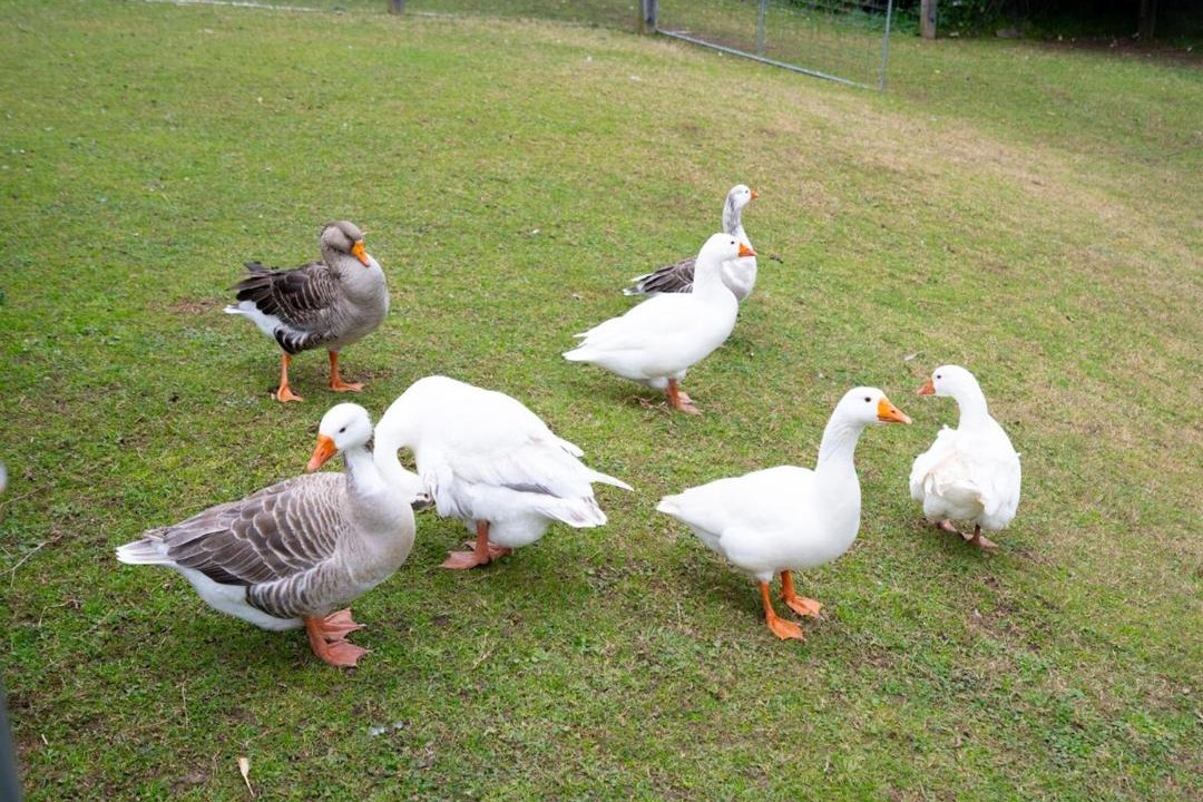 Photo of Others in Mount Hunter