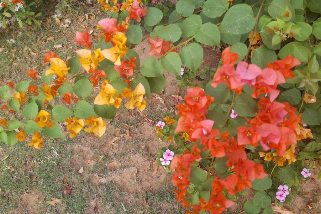 Photo of Others in Devdholera