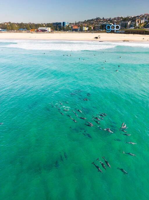 Photo of Others in Maroubra