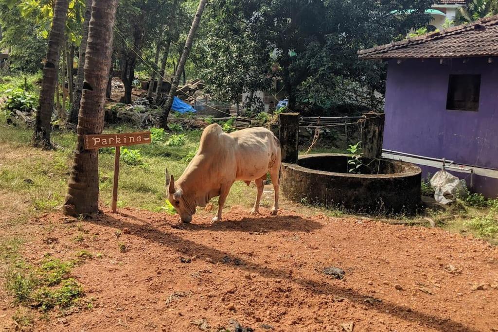 Photo of Others in Agonda