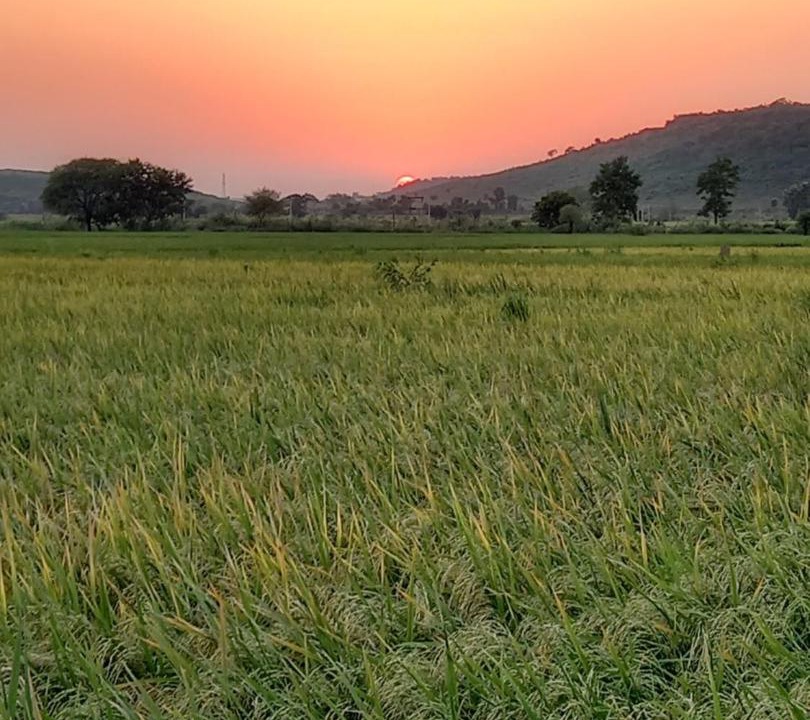 Photo of Others in Surwaya