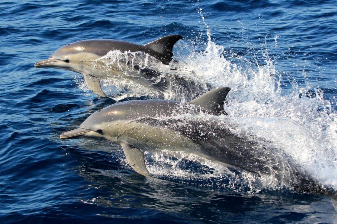 Photo of Others in Fern Bay