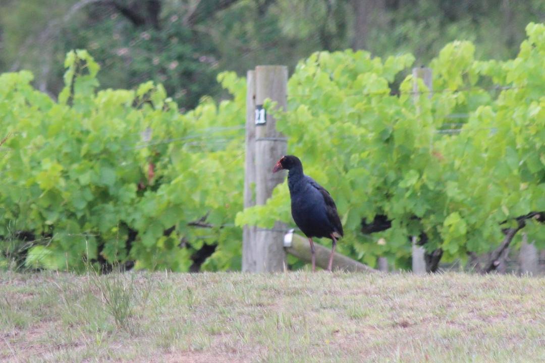 Photo of Others in Pokolbin